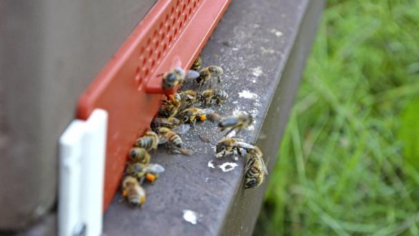 <p>Die Honigbienen transportieren vor der Ernte den letzten Pollen und Nektar in die Bienenstöcke.</p>