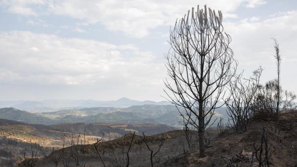 <p>Verbrannt ist die Landschaft in der Nähe von Lalas, unweit von Olympia.</p>