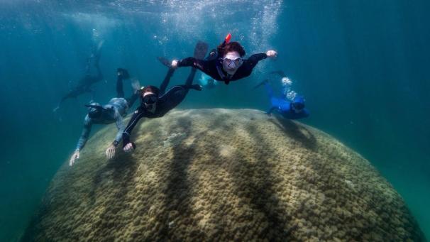 <p>Wissenschaftler schwimmen über die Koralle bei Goolboodi: Forscher haben eine gigantische, mehr als zehn Meter breite Koralle im Great Barrier Reef entdeckt.</p>