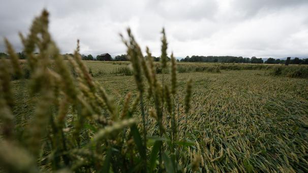 <p>Teile eines Getreidefelds liegen nach mehreren Tagen Unwetter umgeknickt auf der Erde.</p>