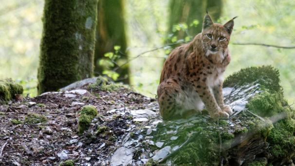 <p>Der Luchs hat sich in den Ardennen „eingenistet“.</p>