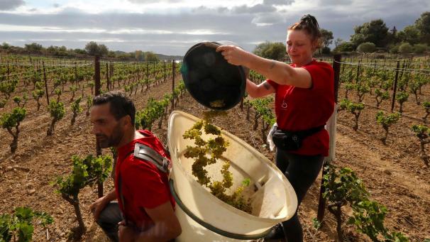 <p>Arbeiter sammeln Trauben von „Muscat Blanc a petits Grains“ während einer frühen Lese auf dem „Chateau Champ des Soeurs“ in Fitou in der Nähe von Perpignan. Frankreich rüstet sich angesichts des Klimawandels für eine Zukunft mit weniger Wasser.</p>