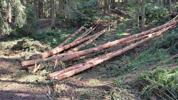 <p>Auch wenn dies noch Zukunftsmusik sei, hält es Friedhelm Wirtz für möglich, dass eine waldreiche Gemeinde wie Büllingen in absehbarer Zeit andere finanzielle Erträge aus dem Wald erzielen kann als nur aus der Forstwirtschaft und der Jagdverpachtung.</p>