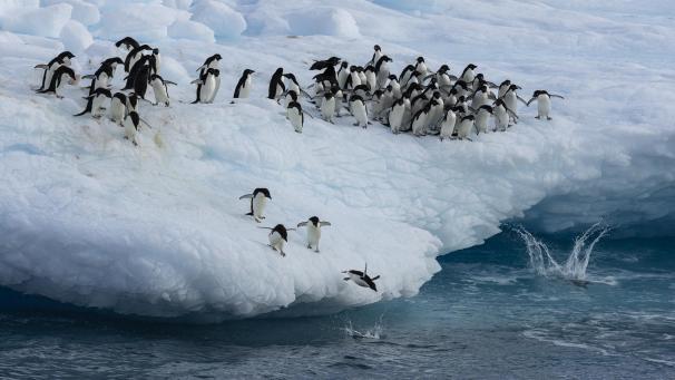 <p>Erst vor einigen Jahren wurde südlich von Snowhill Island im Weddell-Meer eine Kaiserpinguin-Kolonie entdeckt.</p>