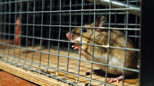 <p>Eine gefangene Hausmaus sitzt in einer Lebendfalle.</p>