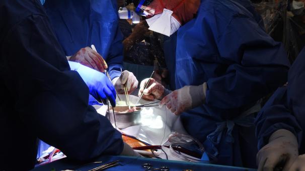 <p>Ärzte operieren an einem Schweineherz das in einen menschlichen Patienten eingesetzt wird.</p>
