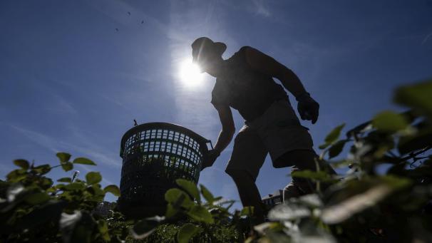 <p>Gartenbau gilt als einer der Mangelberufe in der DG.</p>