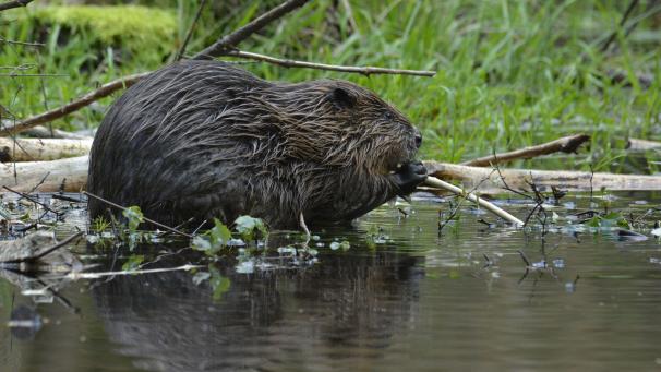 <p>Biber in der Nordeifel: Diese Nahaufnahme ist dem Naturfotografen Heinrich Pützler aus Rheinbach gelungen.</p>