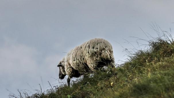 <p>schafsymboldpa</p>