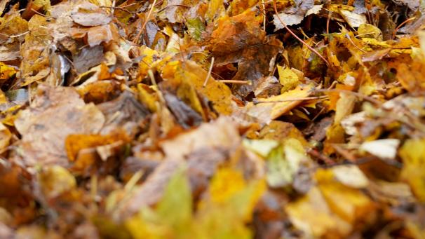 <p>Jedes Jahr kommen allein in Belgien viele Tonnen Laub zusammen.</p>