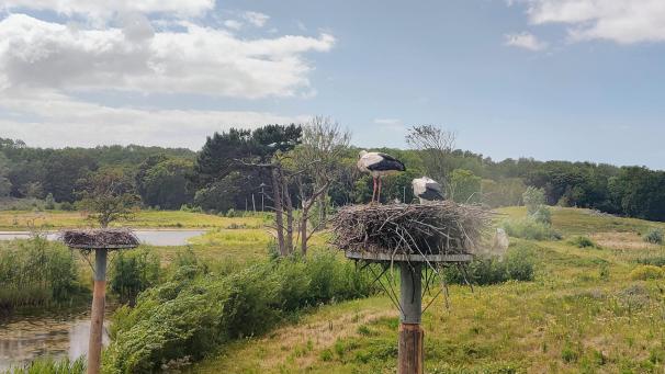 <p>Den Zwin können auch Sehbehinderte und Blinde dank speziellen Materials erkunden.</p>