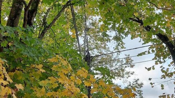 <p>Vorbeugend sollen an Stellen wie dieser die Äste zurückgeschnitten werden.</p>