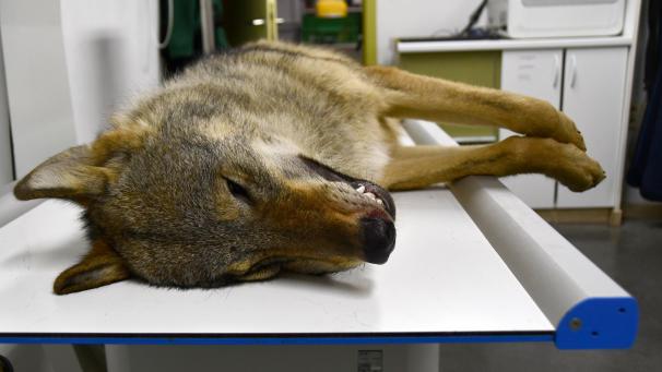 <p>Der tote Wolf wurde dem Natuurhulpcentrum in Opglabbeek übergeben.</p>