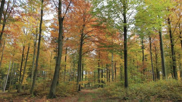 <p>Bei einer Wanderung lassen sich die herbstlich-bunten Waldlandschaften in Ostbelgien genießen.</p>
