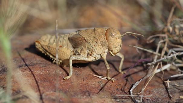 <p>Die Crau-Schrecke kommt nur in der Crau-Steppe in Südfrankreich vor und ist vom Aussterben bedroht.</p>