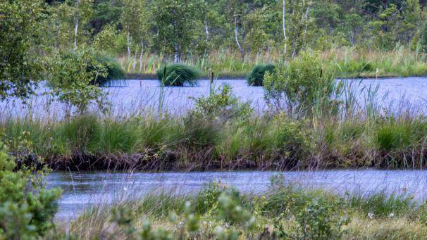 <p>Weite Wasserflächen haben sich im südöstlich von Rostock gelegenen Teufelsmoor nach dem beginn der Renaturierung gebildet. Bis 1990 wird hier großflächig Torf abgebaut.</p>