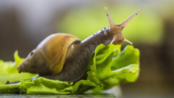 <p>Eine Große Achatschnecke (Lissachatina fulica) kriecht im Zuchtbereich des Aquariums Berlin auf einem Salatblatt.</p>