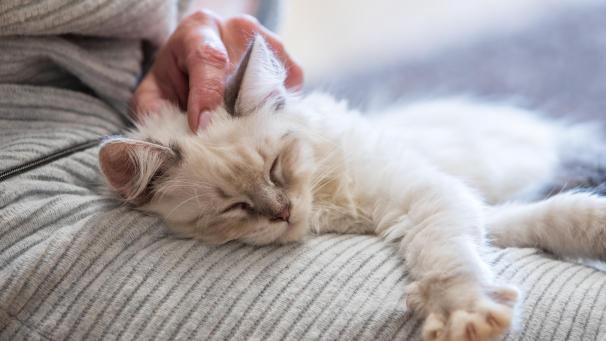 <p>Katzen schnurren wenn sie entspannt sind, aber auch in stressigen Situationen.</p>