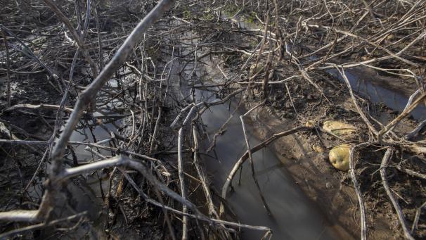 <p>Der Regen inder Westhoek hat den Kartoffelfeldern arg zugesetzt.</p>