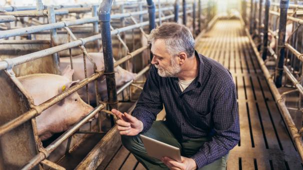 <p>Flanderns Schweinebauern müssen in den kommenden Jahrenihren Bestand reduzieren.</p>