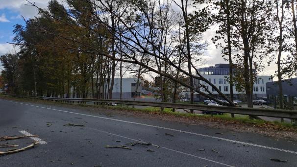 <p>Auf der R24 bei Nivelleswar im Zuge des Strums ein Baum umgefallen.</p>