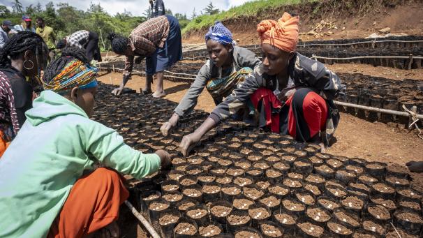 <p>Aus Samen wachsen Bäume für das Aufforstungsprojekt in Boreda.</p>