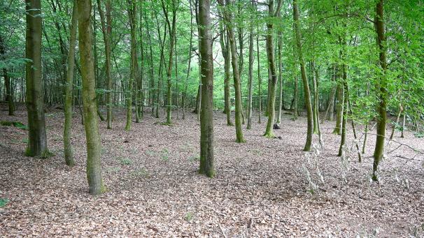 <p>Ab Januar können für Personen aus den neuen DG-Gemeinden und den neun frankophonen Nachbargemeinden Grabstätten im Ameler Bestattungswald ausgesucht werden.</p>