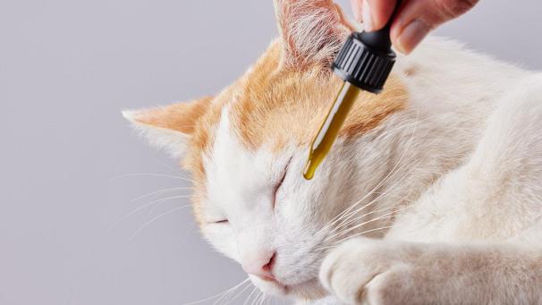 <p>CBD-Ölkann Tieren dabei helfen, sie zu beruhigen sowie Stress- und Angstzustände zu überwinden.</p>