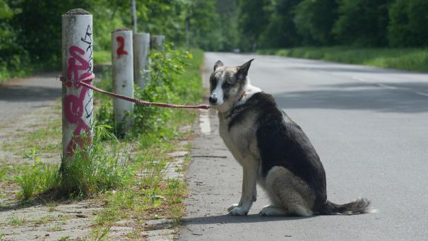 <p>Herrchen verreist, Hund ausgesetzt.</p>