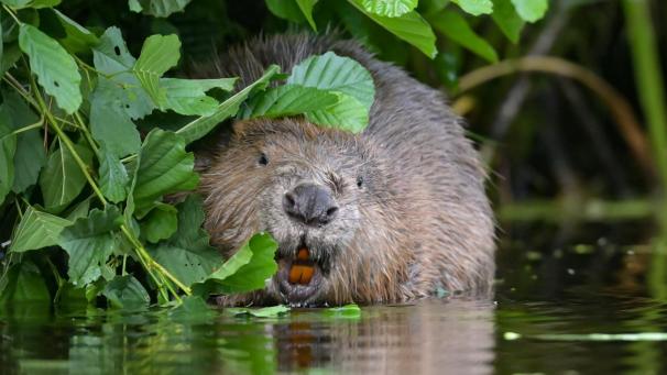 <p>Das Töten von Bibern in Houffalize wurde mit einer Geldbuße bestraft.</p>