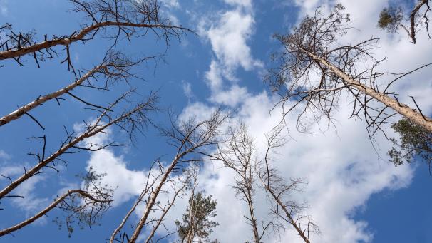 <p>Abgestorbene Bäume. Wenn die Treibhausgasemisionen nicht reduziert werden, nehmen extreme Dürreperioden zu.</p>