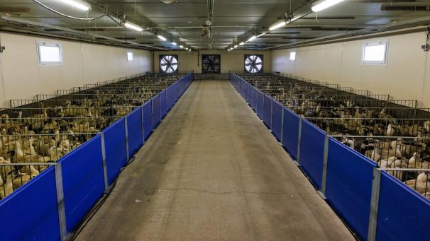 <p>Zur Produktion von Stopfleber werden die Tiere, oft mehrmals täglich, gemästet.</p>