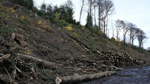 <p>Das Waisenbüschchen oberhalb der Oestraße wird seinem Namen nicht mehr gerecht.</p>