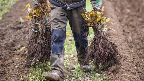 <p>„Yes We Plant“ ist Teil der EU-Strategie zur Erhaltung der biologischen Vielfalt, die unter anderem vorsieht, dass bis 2030 drei Milliarden Bäume gepflanzt werden sollen.</p>