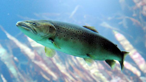<p>Der atlantische Lachs gilt nun offiziel als gefährdet.</p>