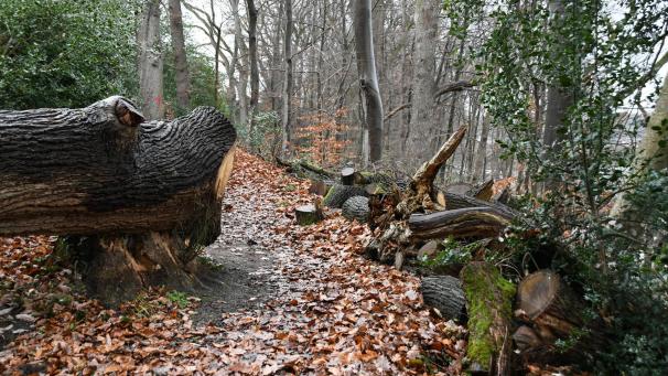 <p>Am Waisenbüschchen fallen die Bäume der Säge zum Opfer</p>