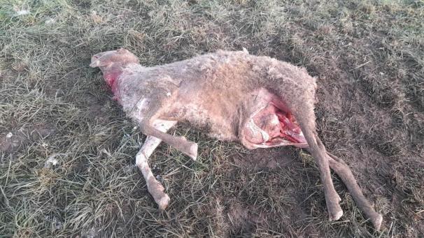 <p>Eines der nahe Auw unweit der belgischen Grenze getöteten Schafe. Laut DNA-Befund ist der Angriff auf einen Wolf zurückzuführen.</p>