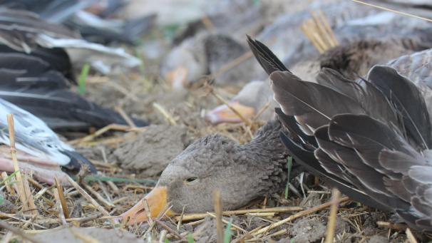 <p>Wegen illegalem Vogelfang droht einem Montzener nicht nur eine Geld- sondern auch eine Haftstrafe.</p>