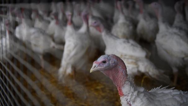 <p>Im vergangenen Jahr wurden in Belgien mehr als 718.000 Puten geschlachtet.</p>