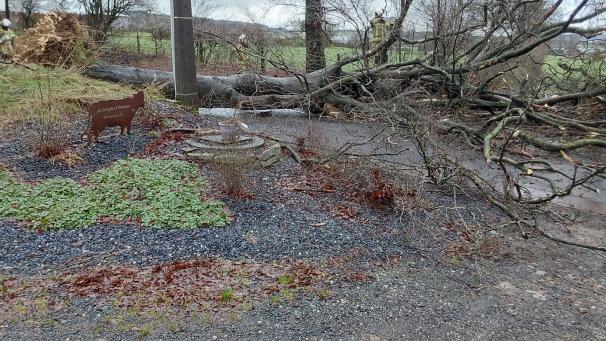 <p>Die entwurzelte Buche kippte in Rodt auf die Südstraße, am Ortsausgang Richtung Crombach.</p>
