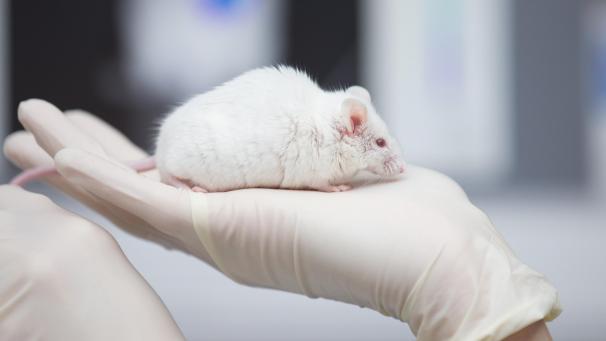 <p>Vorwiegend Mäuse werden zu Forschungszwecken genutzt.</p>