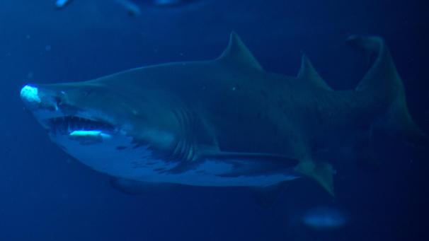 <p>Der 14-Jährige überlebte den Anrgiff nicht.</p>