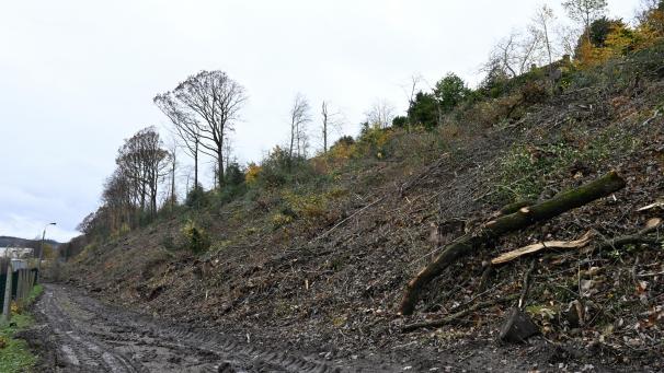 <p>Kahlschlag am Waisenbüschchen</p>