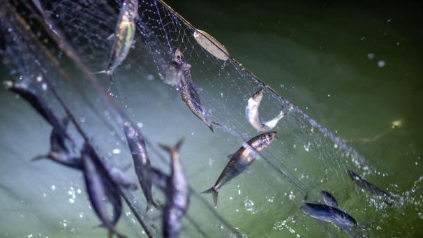 <p>Stellnetze mit Heringen werden auf der Ostsee an Bord geholt. Wenn Fischereischiffe ihr automatisches Identifikationssystem (AIS) ausschalten, kann das verräterisch sein.</p>