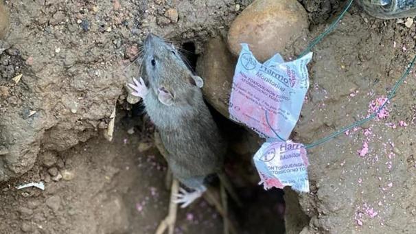 <p>Weil die EU den freien Verkauf von hochdosiertem Rattengift verboten hat, müssen Betroffene auf professionelle Kammerjäger zugreifen, um die kleinen Nager zurückzudrängen.</p>