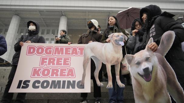<p>Tierschützer nehmen in Seoul an einer Protestkundgebung teil.</p>