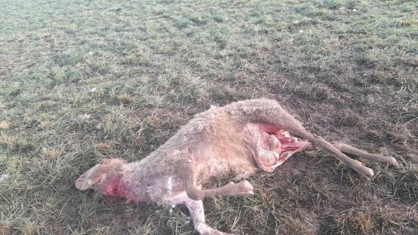 <p>Ein Wolf riss mehrere Schafe in Auw.</p>