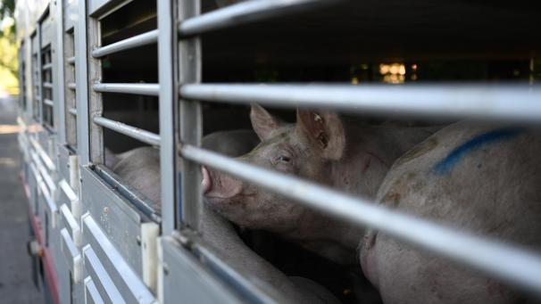 <p>Täglich sterben hunderte Tiere auf dem Weg zum Schlachthof. Die Regierungspartei Vooruit fordert nun strengere Regeln für dem Transport.</p>