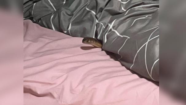 <p>DieseAufnahmezeigt die Östliche Braunschlange im Bettder Frau.</p>