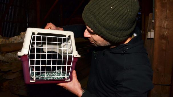 <p>Tierfreund Ludo Cremer aus Weywertz fängt freilaufende Katzen ein und lässt sie sterilisieren.</p>